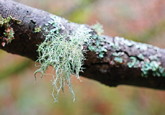 Moss and lichen are some of my favorite things to see outside Its hard to know - photo 7