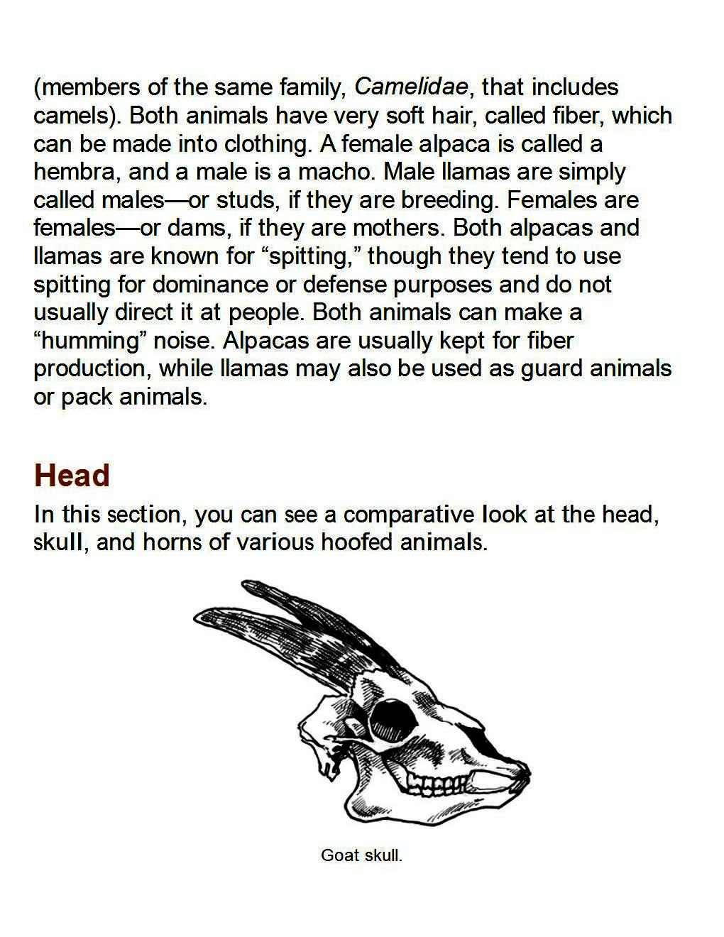 How to Draw Other Hoofed Animals Step-by-Step For Student - photo 5