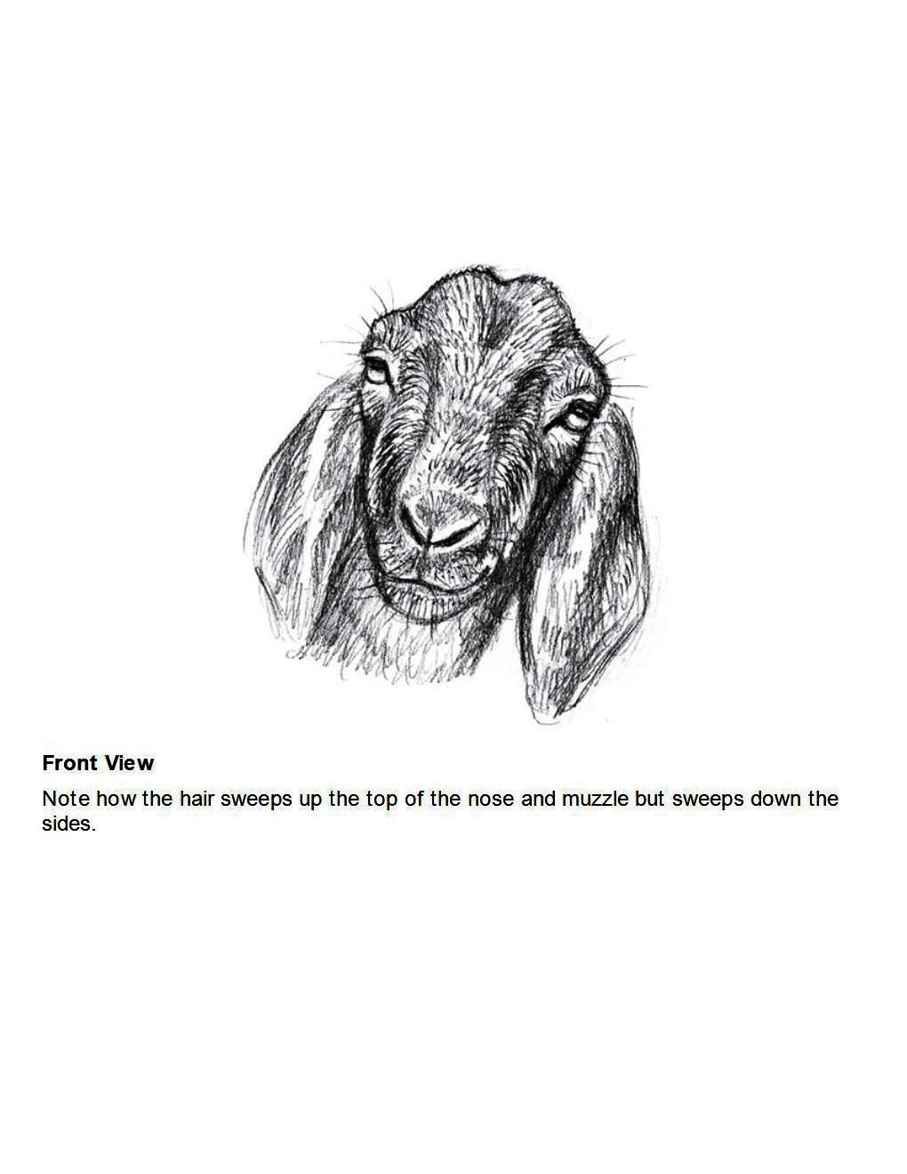 How to Draw Other Hoofed Animals Step-by-Step For Student - photo 7