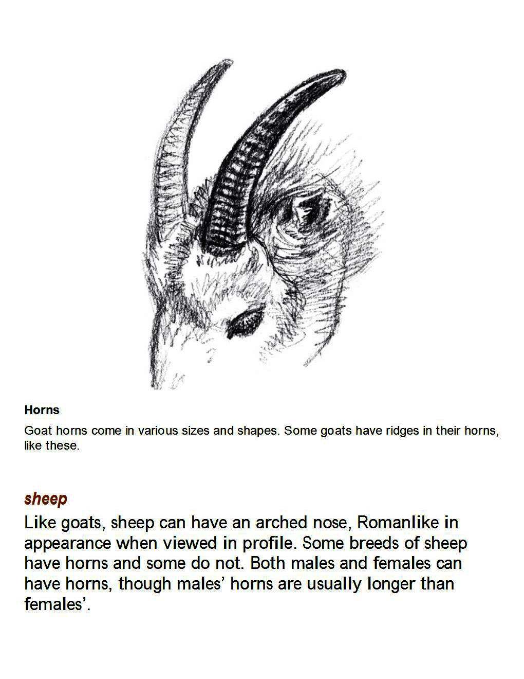 How to Draw Other Hoofed Animals Step-by-Step For Student - photo 8