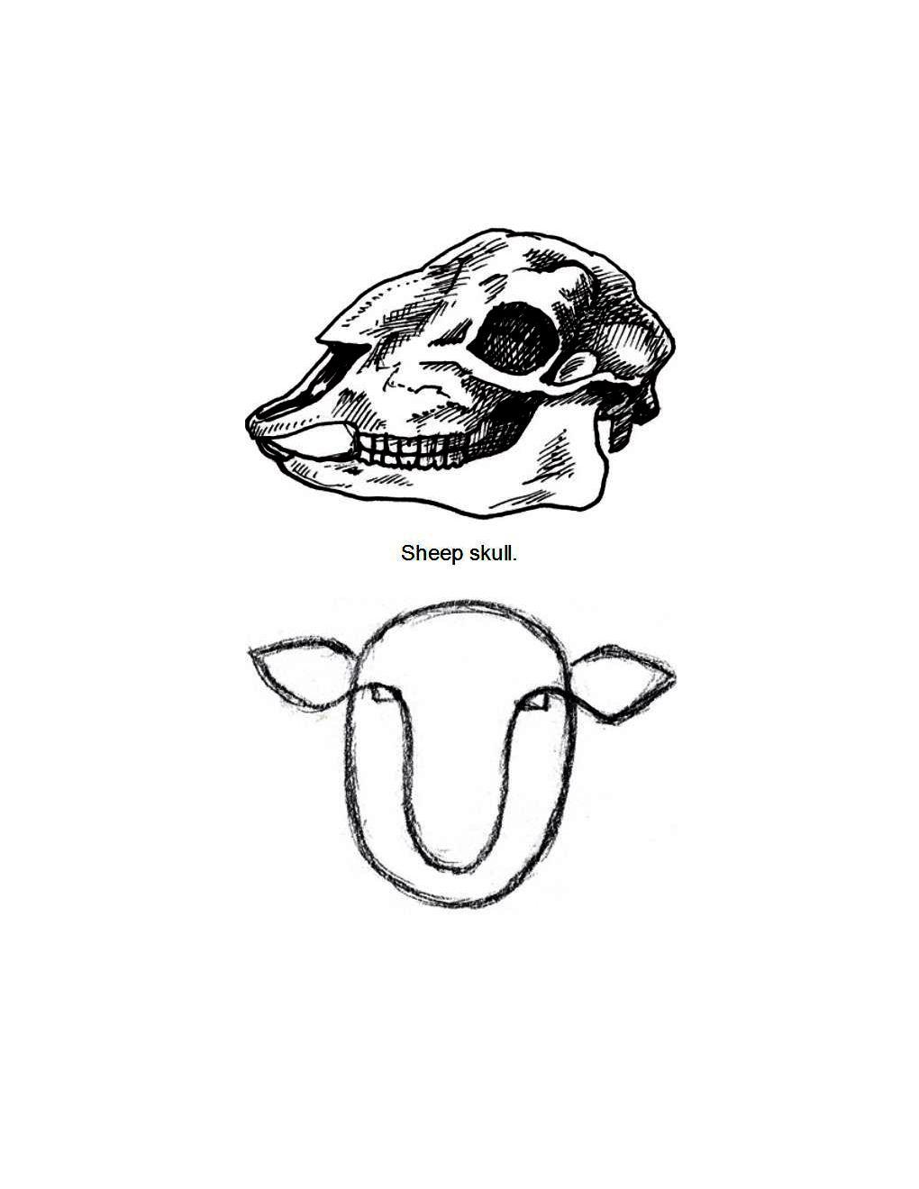 How to Draw Other Hoofed Animals Step-by-Step For Student - photo 9