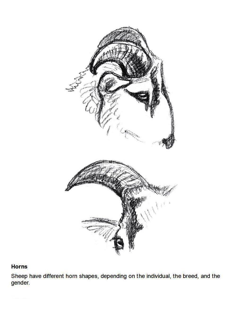 How to Draw Other Hoofed Animals Step-by-Step For Student - photo 11