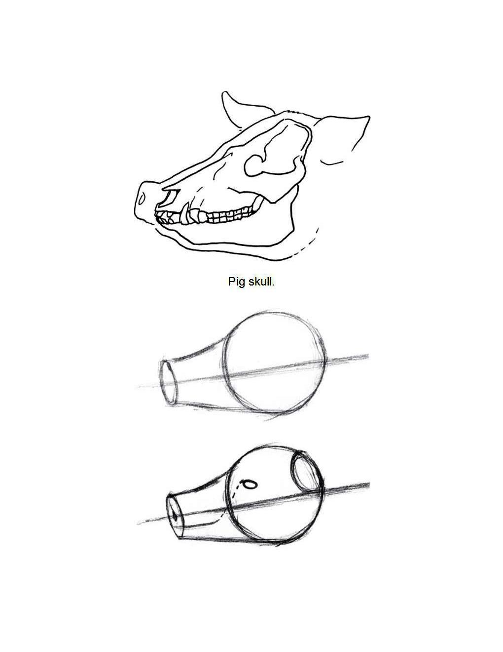 How to Draw Other Hoofed Animals Step-by-Step For Student - photo 18