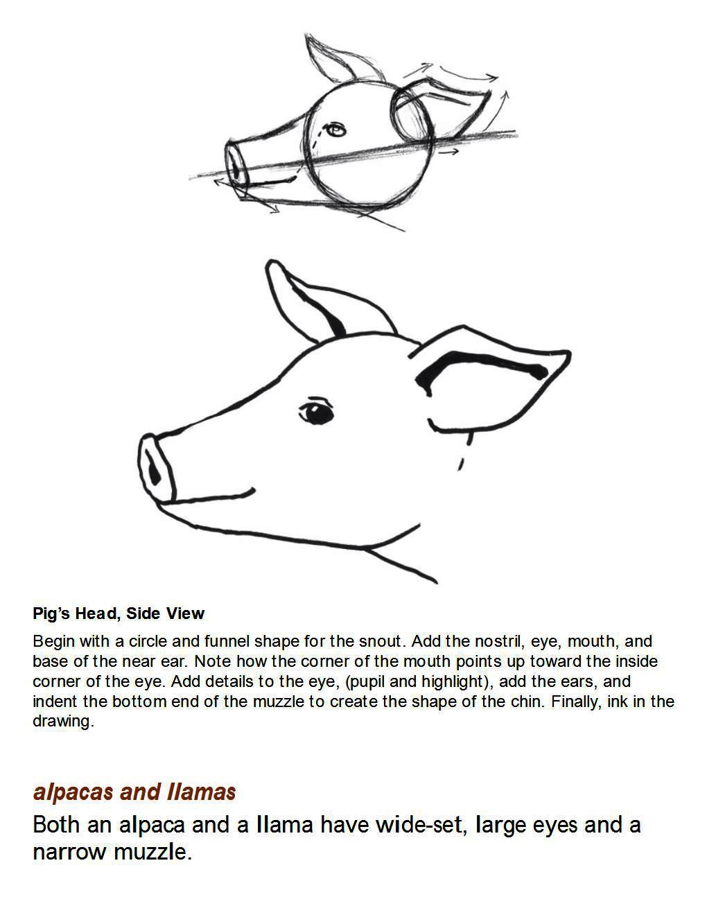 How to Draw Other Hoofed Animals Step-by-Step For Student - photo 19