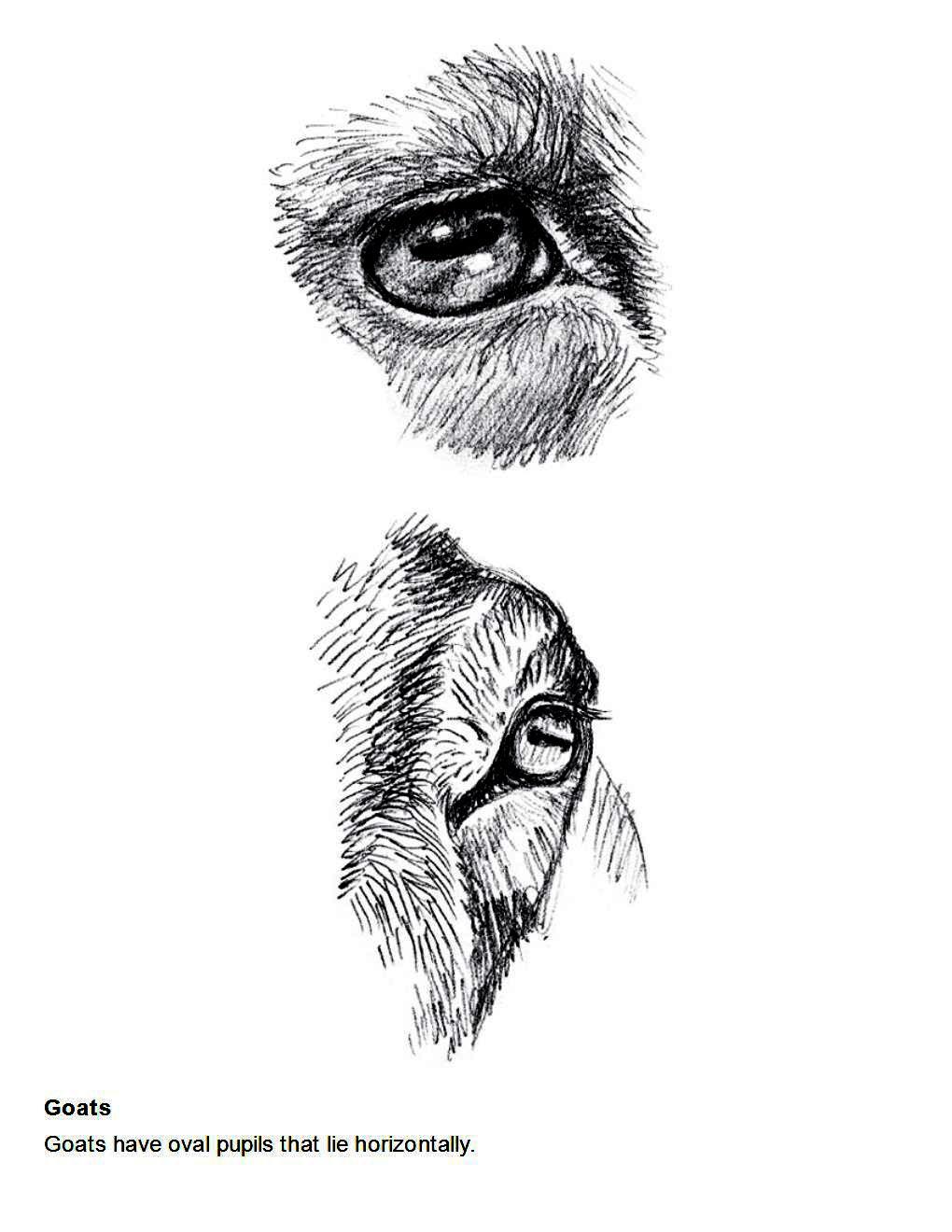 How to Draw Other Hoofed Animals Step-by-Step For Student - photo 25