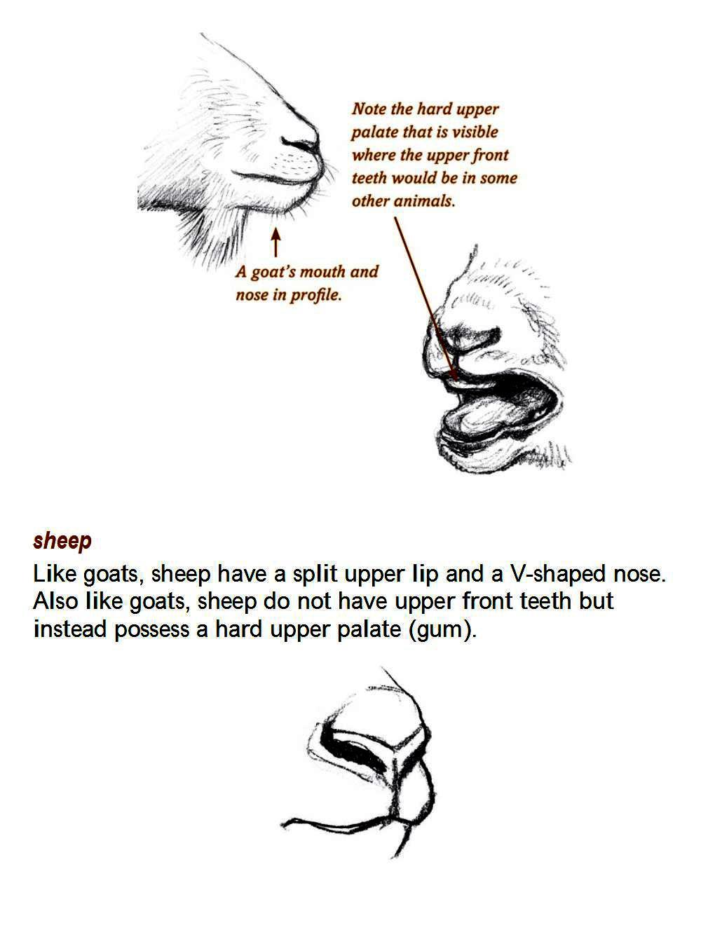 How to Draw Other Hoofed Animals Step-by-Step For Student - photo 30