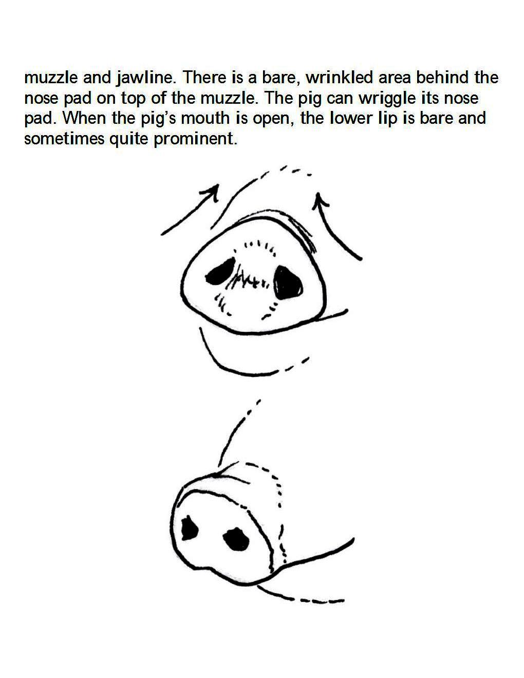 How to Draw Other Hoofed Animals Step-by-Step For Student - photo 34