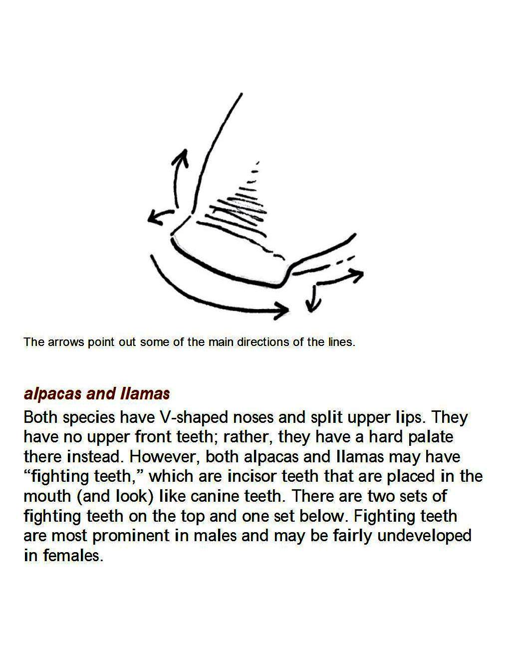 How to Draw Other Hoofed Animals Step-by-Step For Student - photo 36