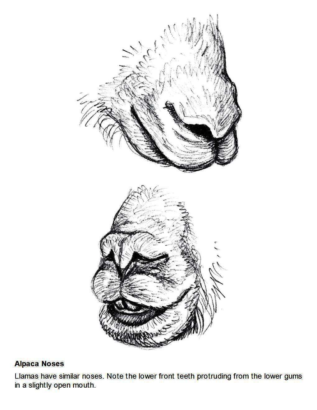 How to Draw Other Hoofed Animals Step-by-Step For Student - photo 38