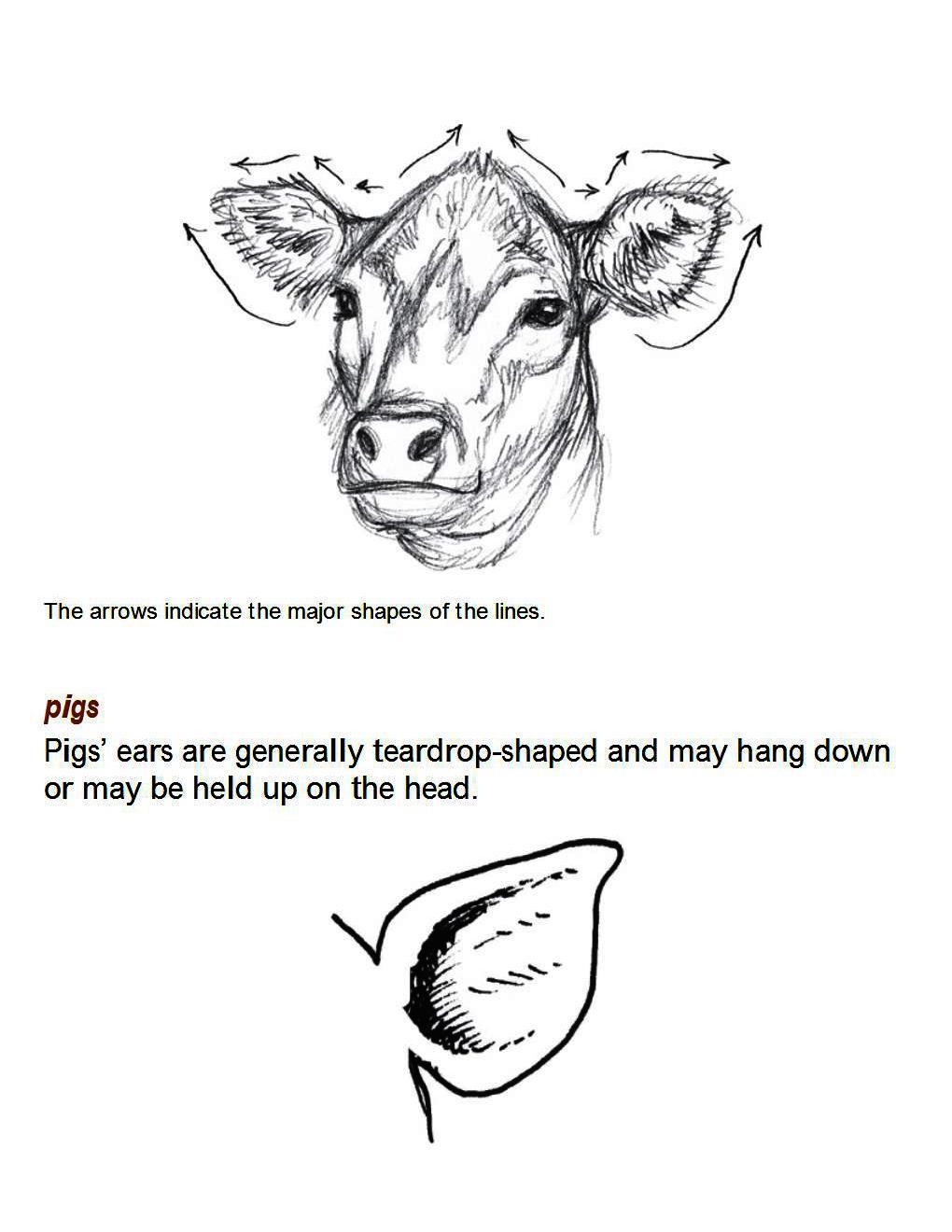 How to Draw Other Hoofed Animals Step-by-Step For Student - photo 43