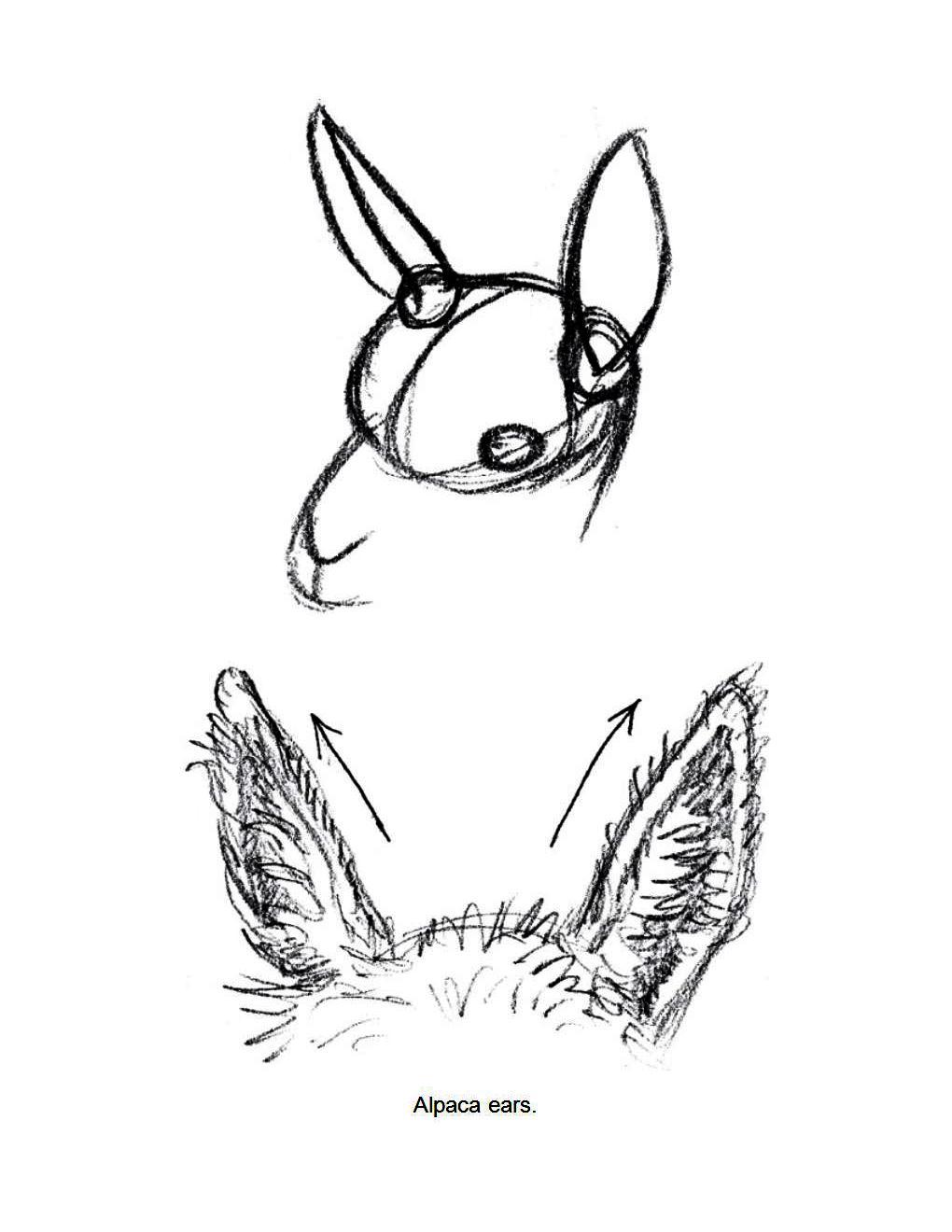 How to Draw Other Hoofed Animals Step-by-Step For Student - photo 46