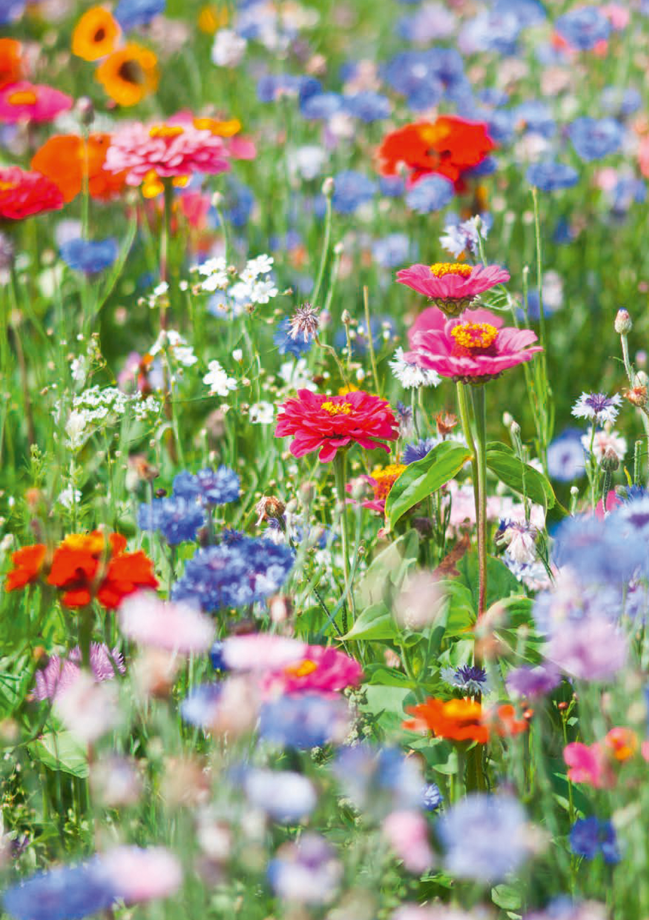 Shutterstockcom As a garden designer I always like spaces to flow nicely - photo 3