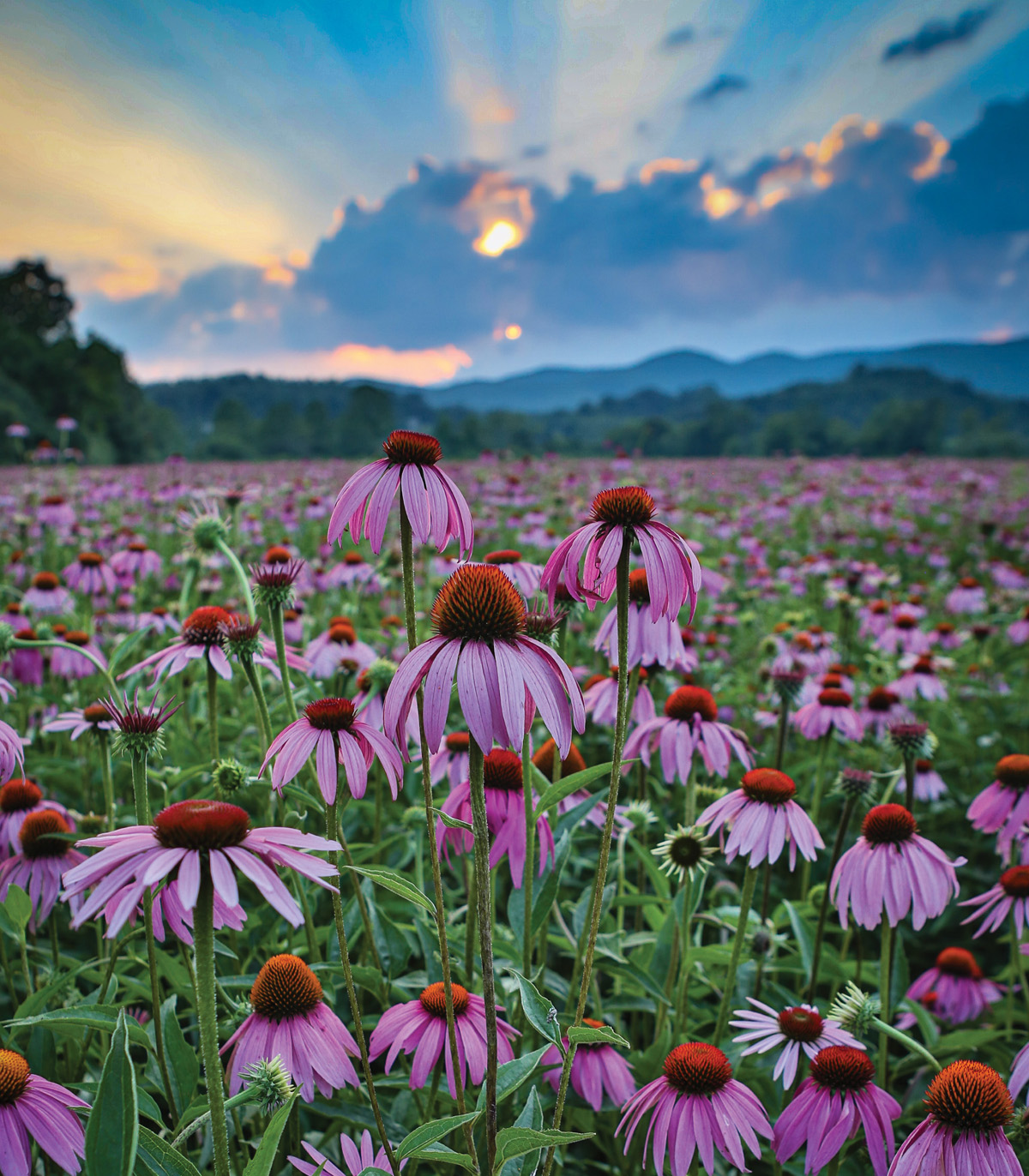 Field of purple coneflower Echinacea purpurea growing at Gaia Herbs organic - photo 6