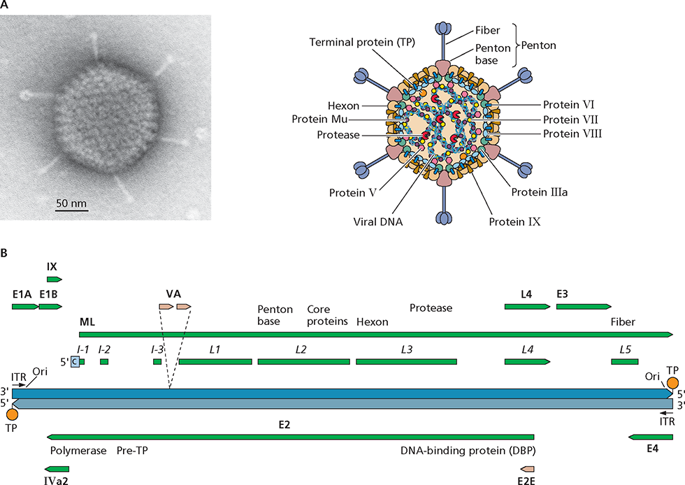 Structure and genome organization of human adenovirus type 5 A Virus - photo 1