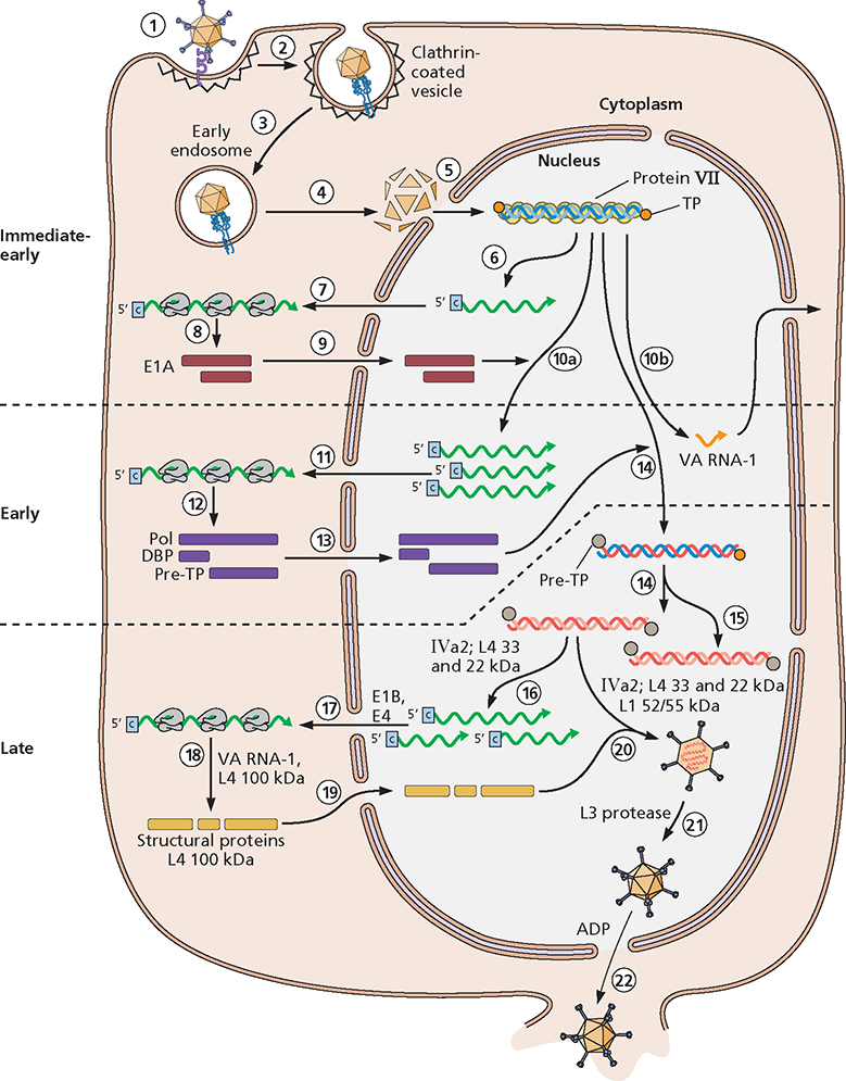 ML requires the late IVa2 and L4 proteins 17 Processed late mRNA species - photo 2