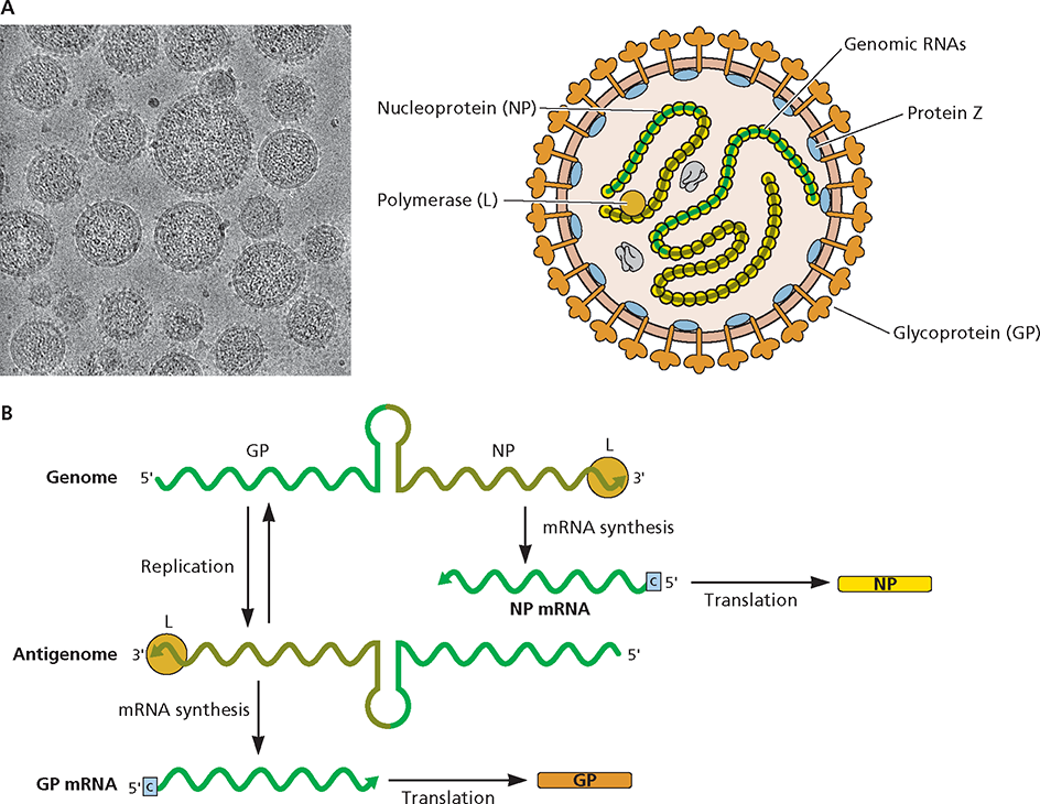 Structure and genome organization A Virus particle structure Cryo-electron - photo 3