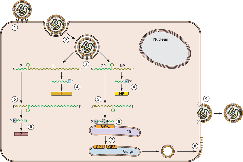 is the template for synthesis of a complementary antigenome by the viral - photo 4