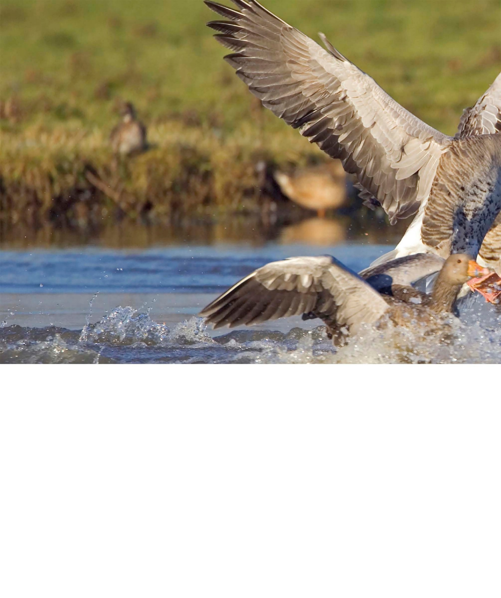 Greylag G eese Britain is a foca l point for millions of migrating birds - photo 7