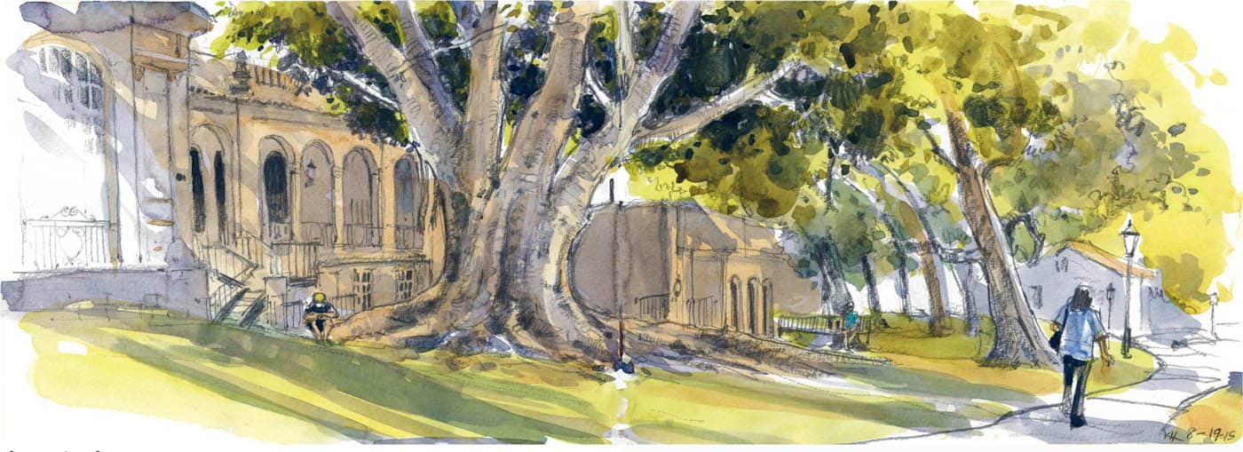 VIRGINIA HEIN The Library Tree Moreton Bay Fig South Pasadena California - photo 11