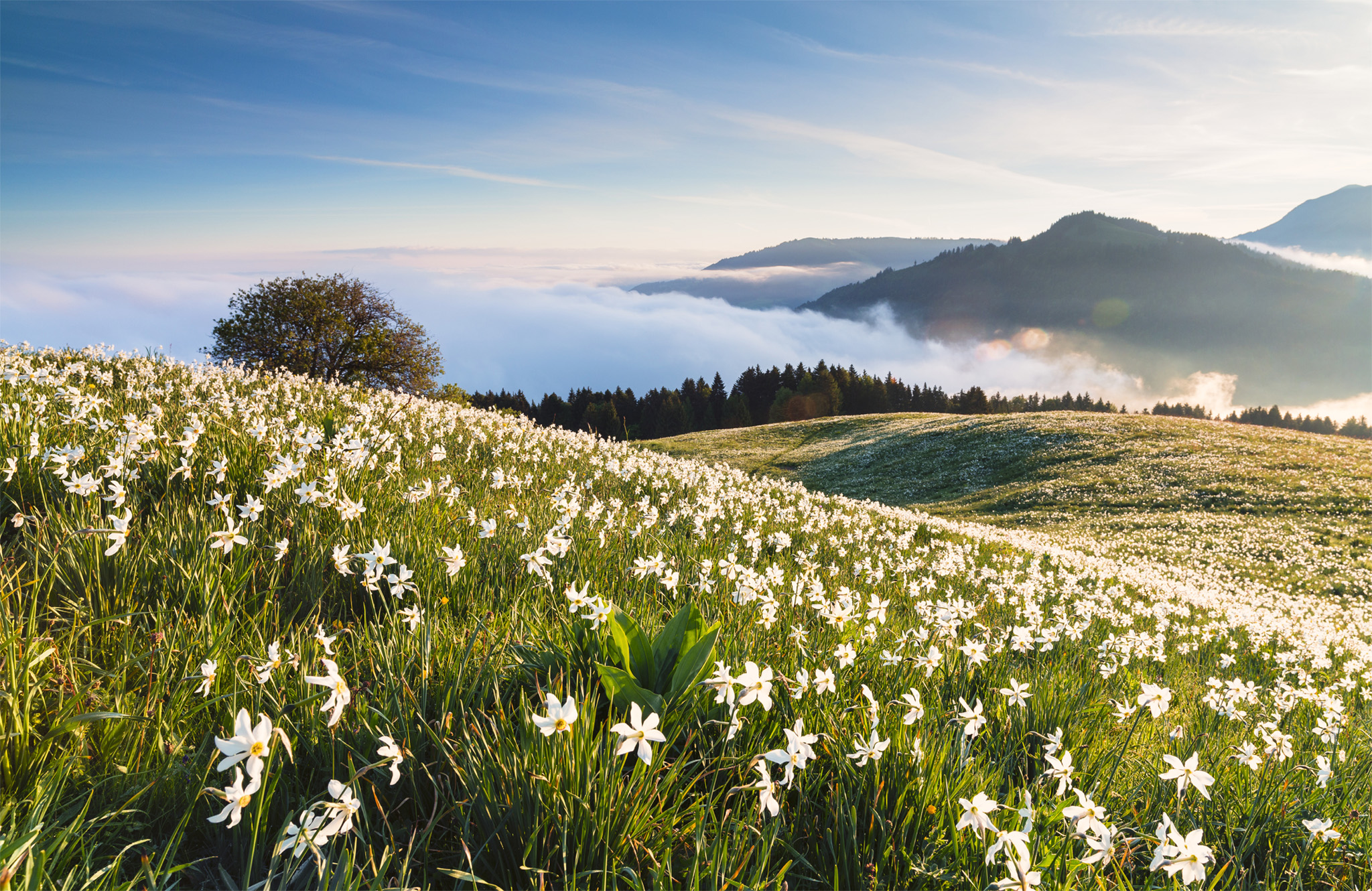 t Narcissus blooming across Les Pliades Vaud Forget yodelling cheese - photo 5