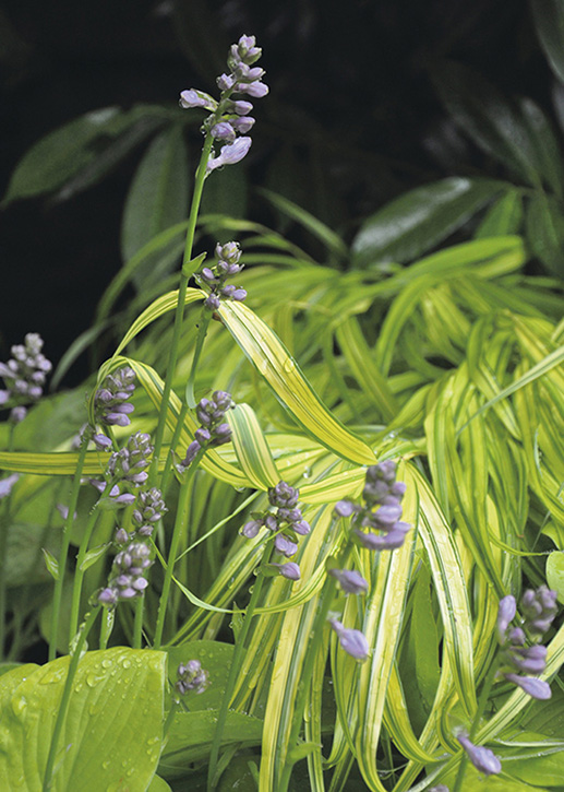 Hosta blooms and variegated Japanese forest grass are favorites in the restored - photo 5