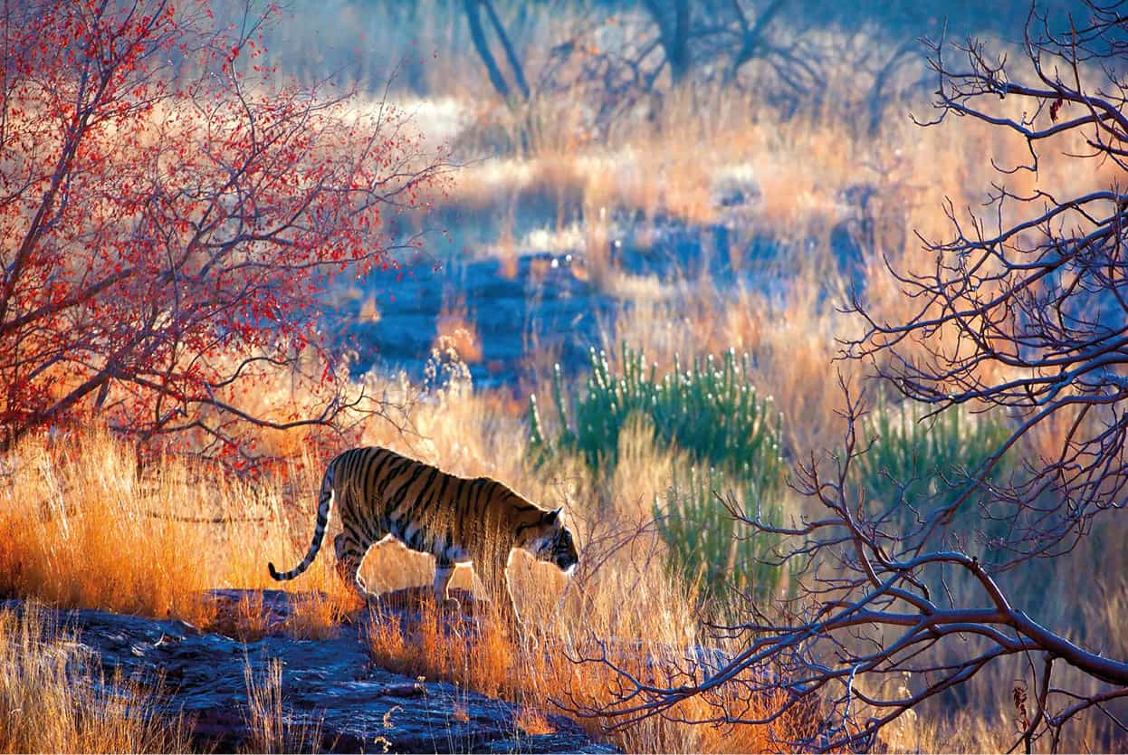 Top Attraction 3 iStock Ranthambore National Park This is one of the best - photo 6