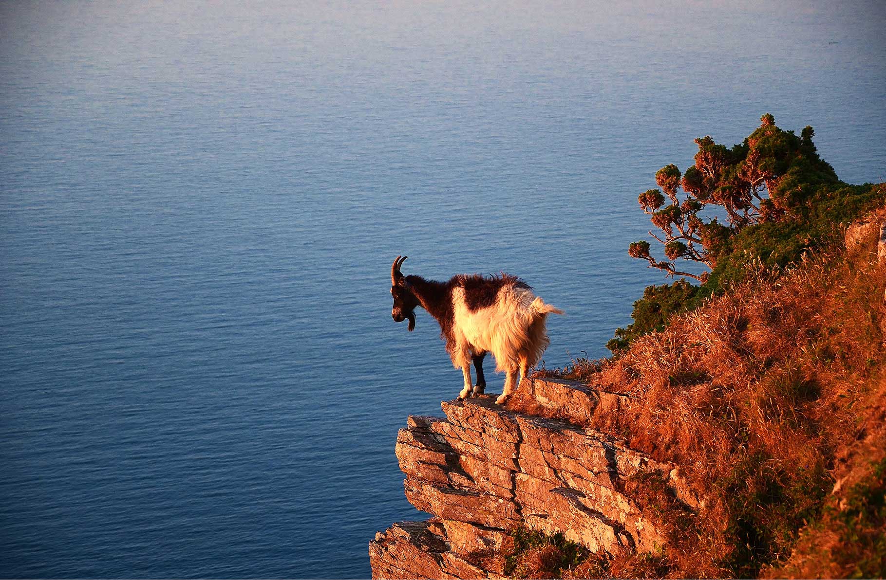 Lynton feral goat on the cliffs Goats appear in the Bible in mythology - photo 7