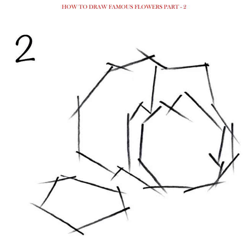 How to Draw Famous Flowers Part 2 Step by Step - photo 11