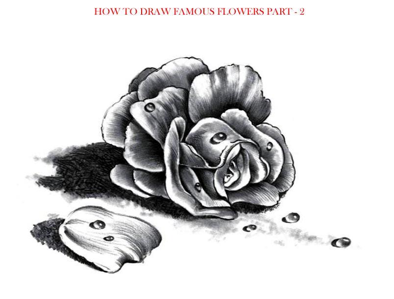 How to Draw Famous Flowers Part 2 Step by Step - photo 15