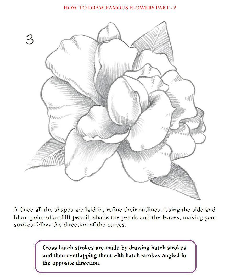 How to Draw Famous Flowers Part 2 Step by Step - photo 18