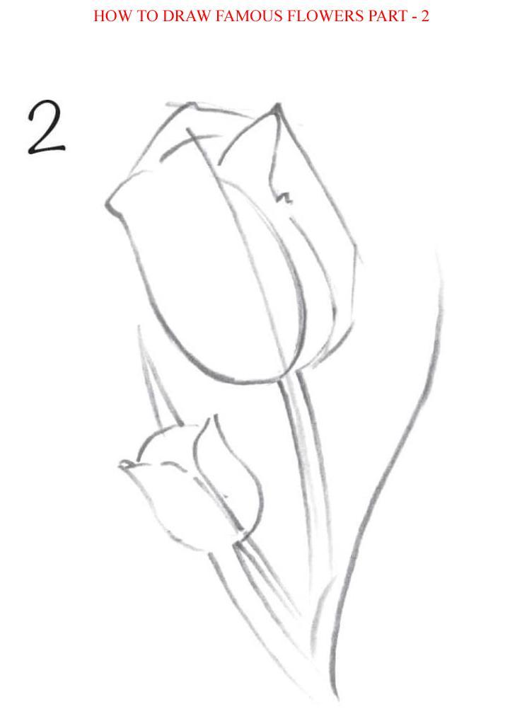 How to Draw Famous Flowers Part 2 Step by Step - photo 24