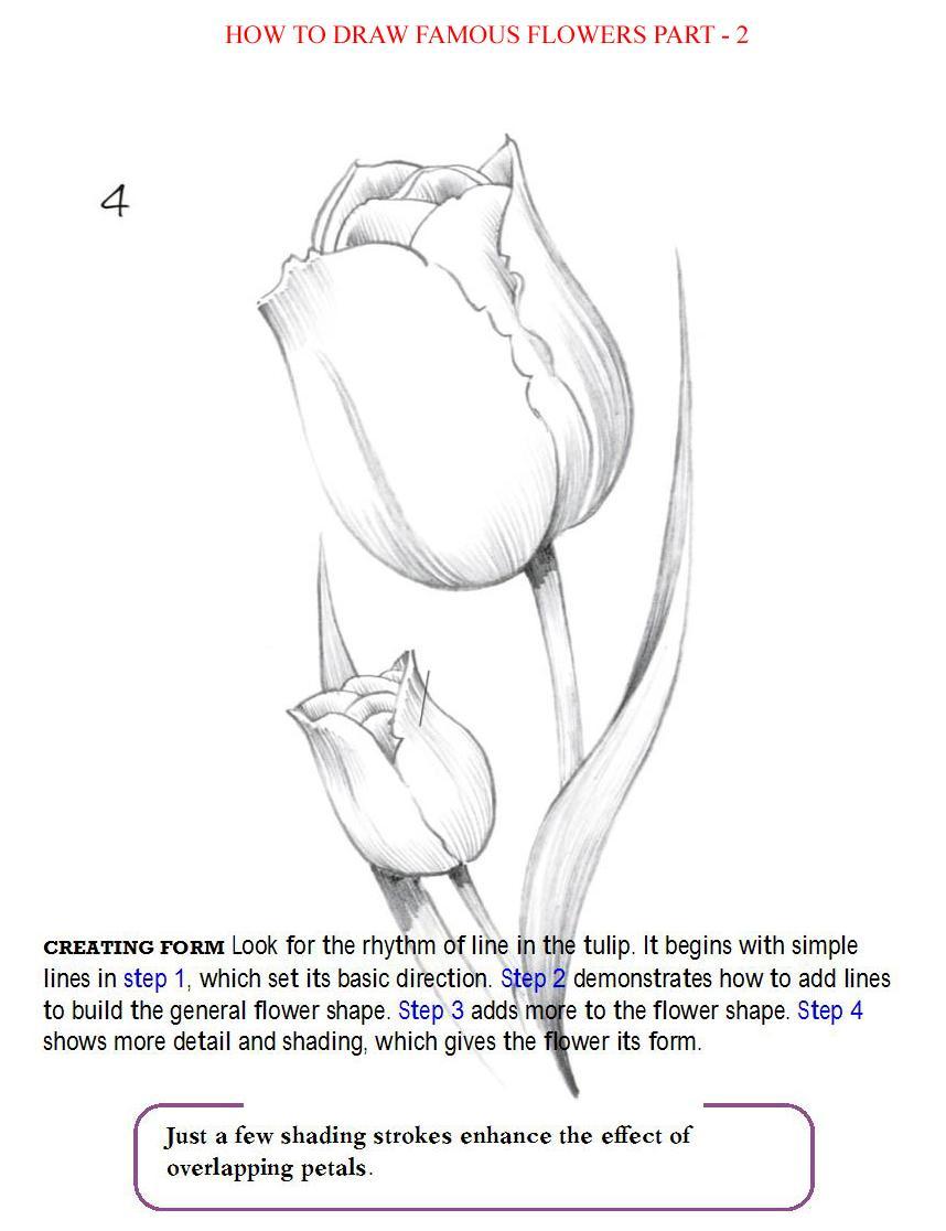 How to Draw Famous Flowers Part 2 Step by Step - photo 26