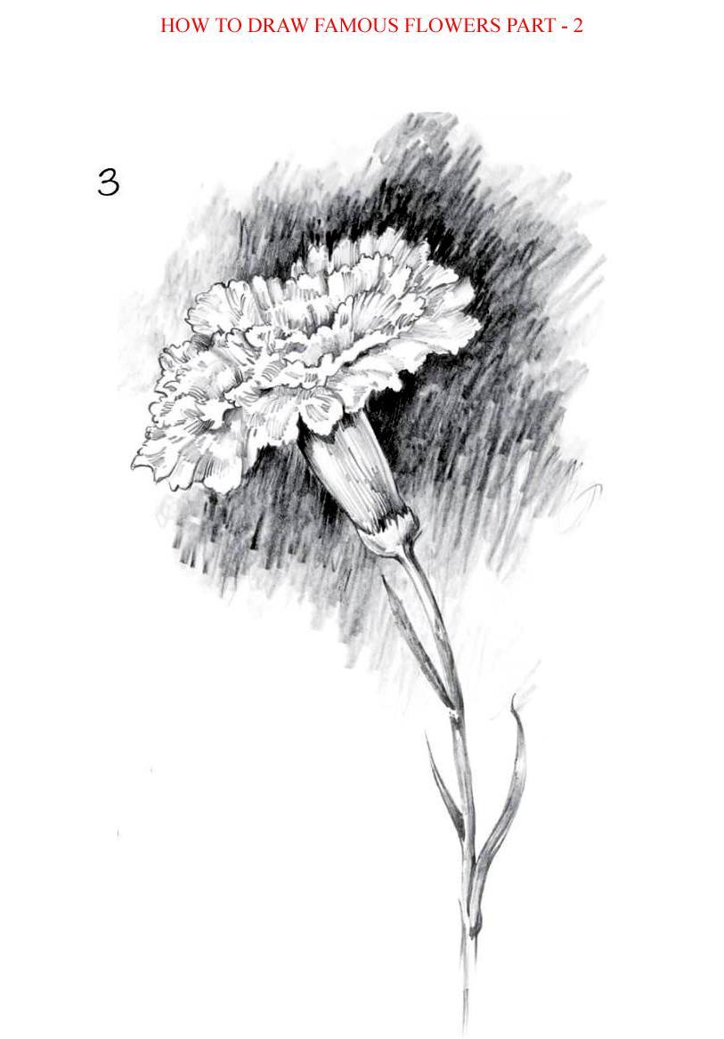 How to Draw Famous Flowers Part 2 Step by Step - photo 29