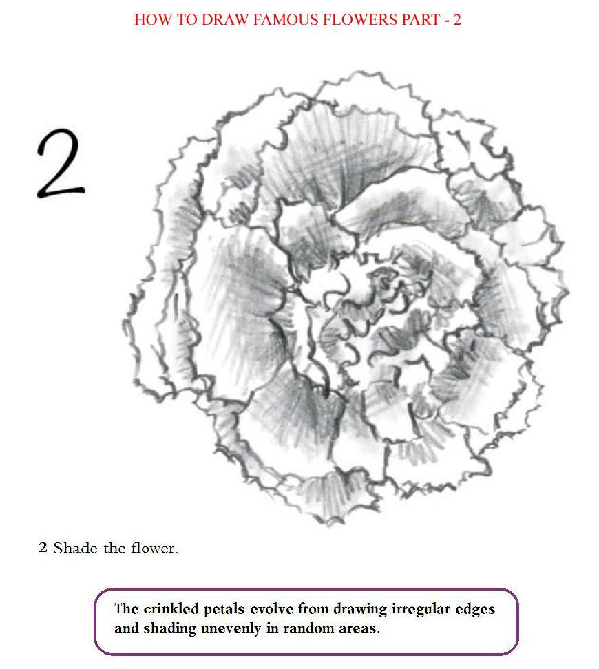 How to Draw Famous Flowers Part 2 Step by Step - photo 31