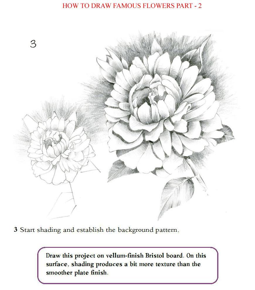 How to Draw Famous Flowers Part 2 Step by Step - photo 34