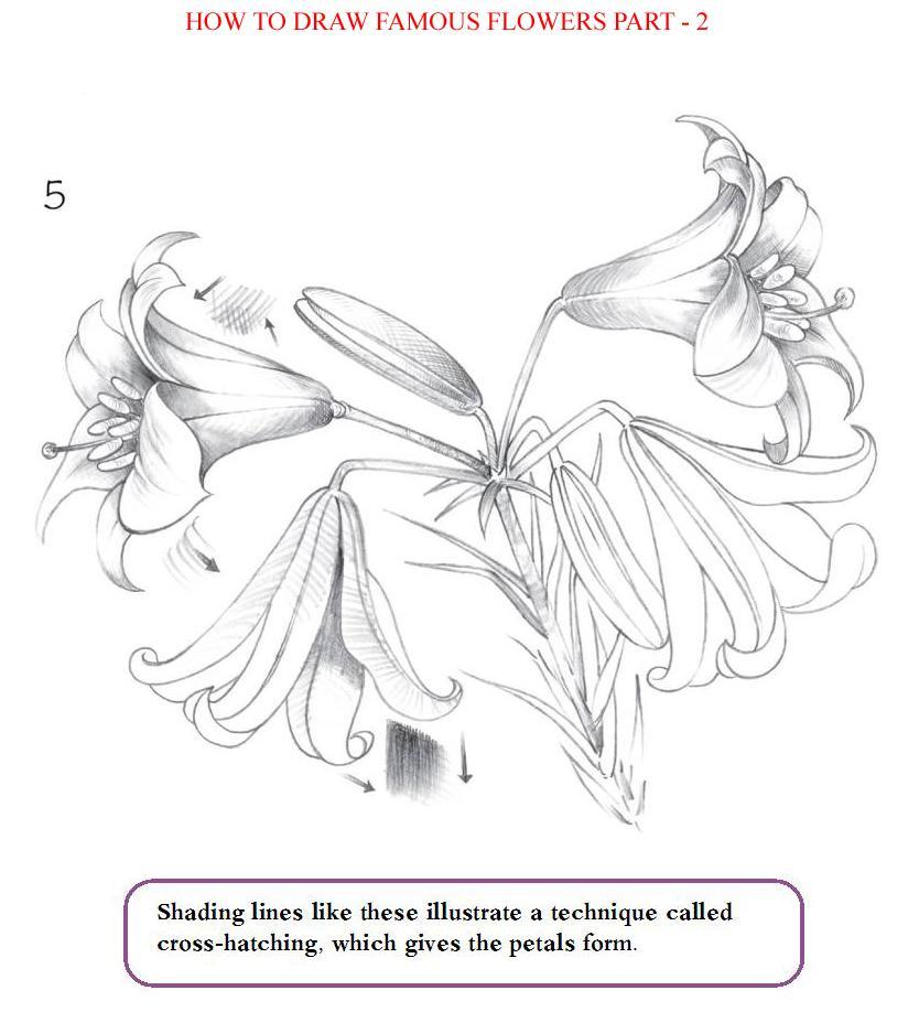 How to Draw Famous Flowers Part 2 Step by Step - photo 39