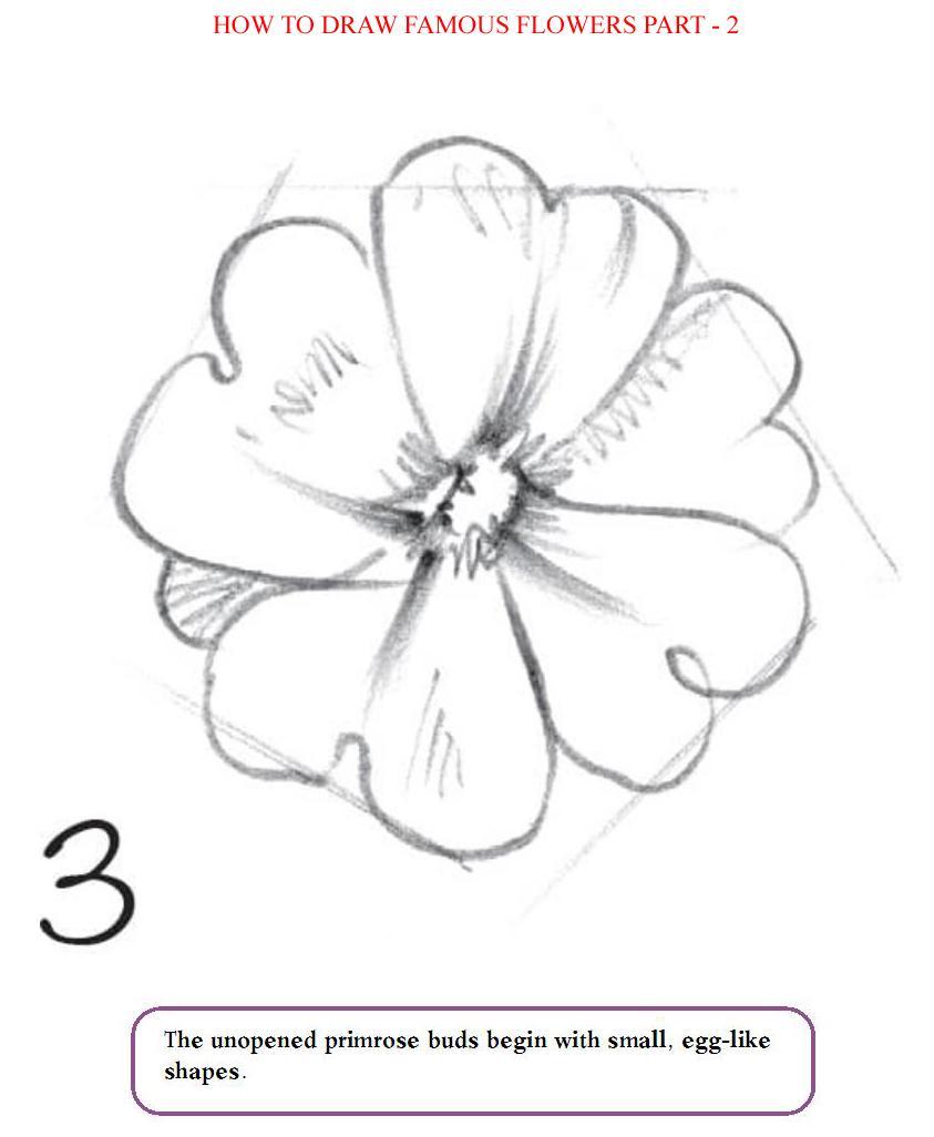 How to Draw Famous Flowers Part 2 Step by Step - photo 42