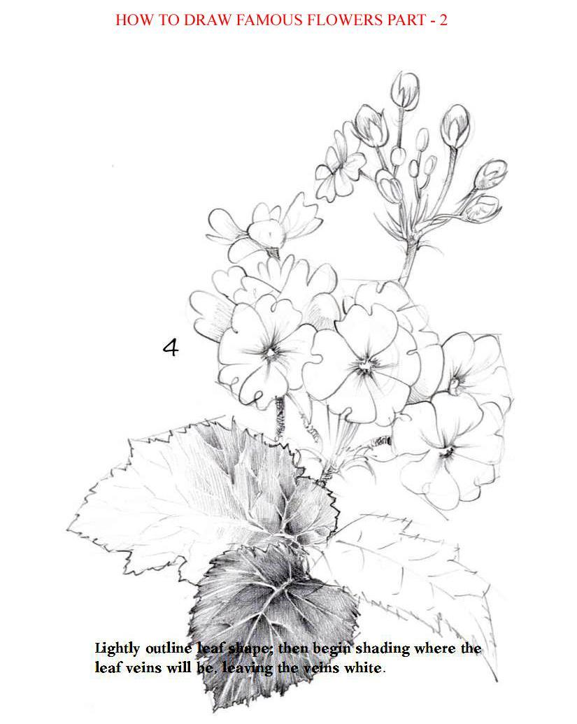 How to Draw Famous Flowers Part 2 Step by Step - photo 43