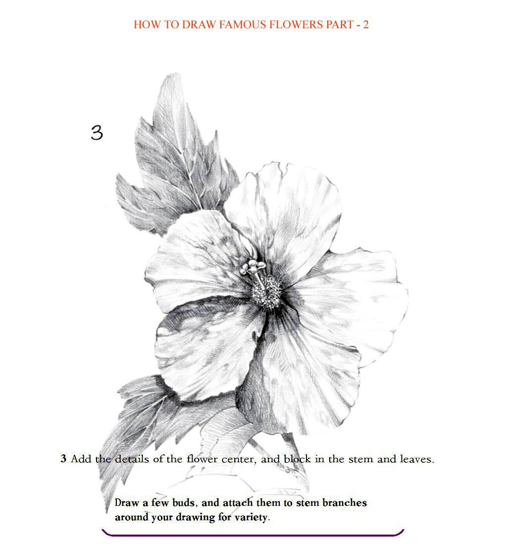 How to Draw Famous Flowers Part 2 Step by Step - photo 46