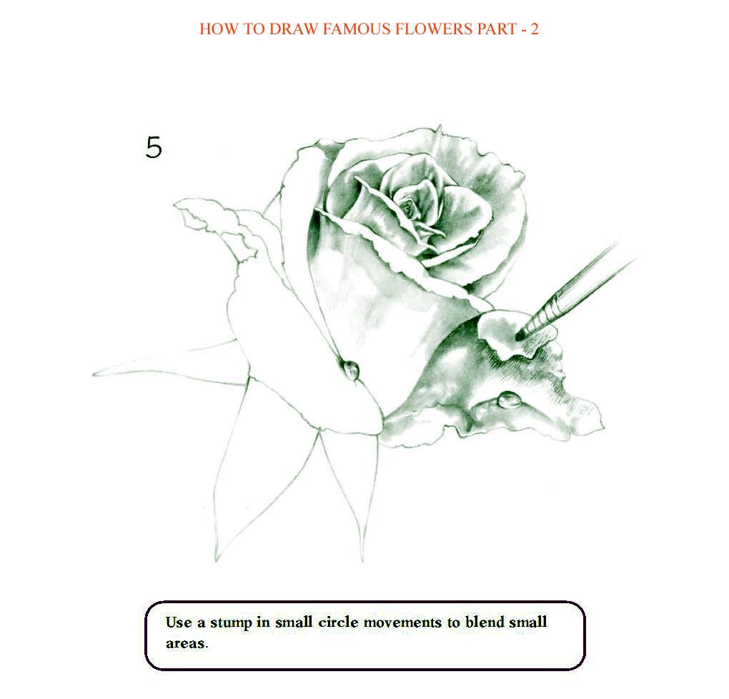 How to Draw Famous Flowers Part 2 Step by Step - photo 52