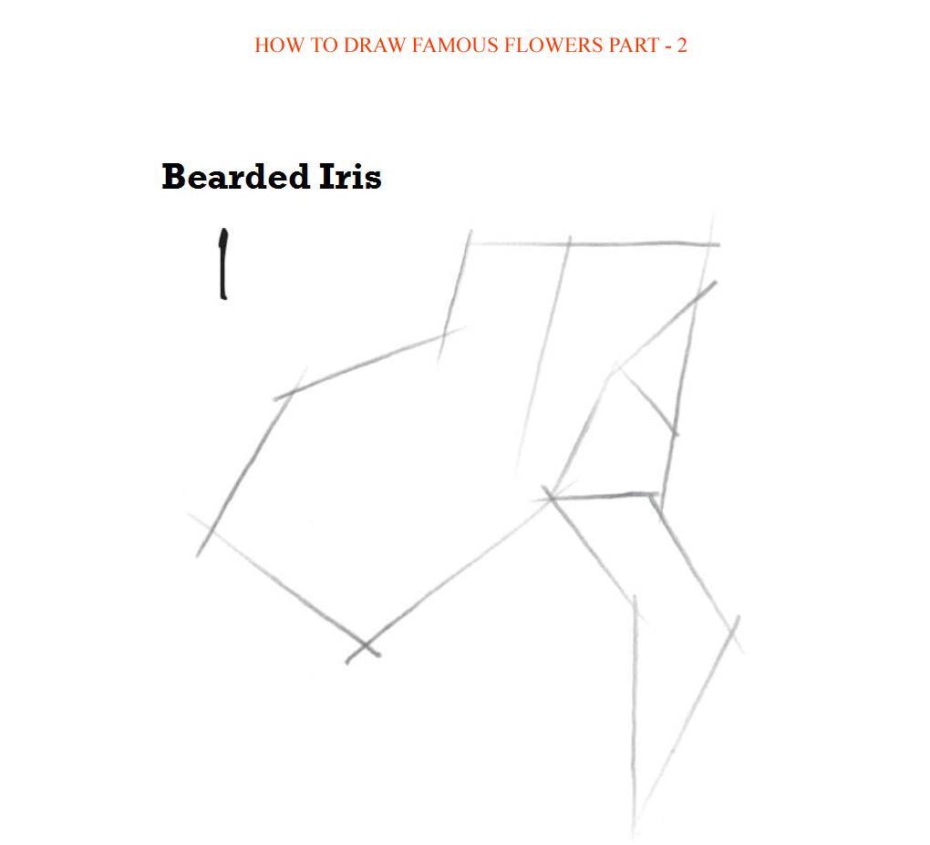 How to Draw Famous Flowers Part 2 Step by Step - photo 53