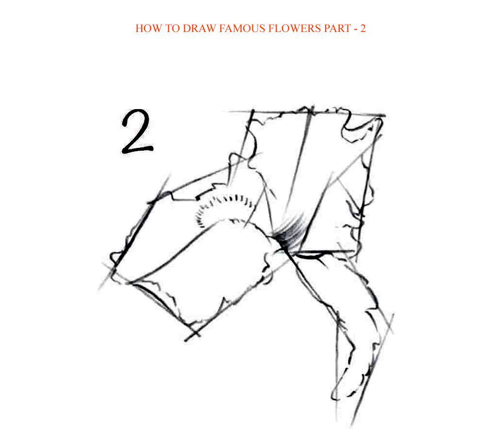 How to Draw Famous Flowers Part 2 Step by Step - photo 54