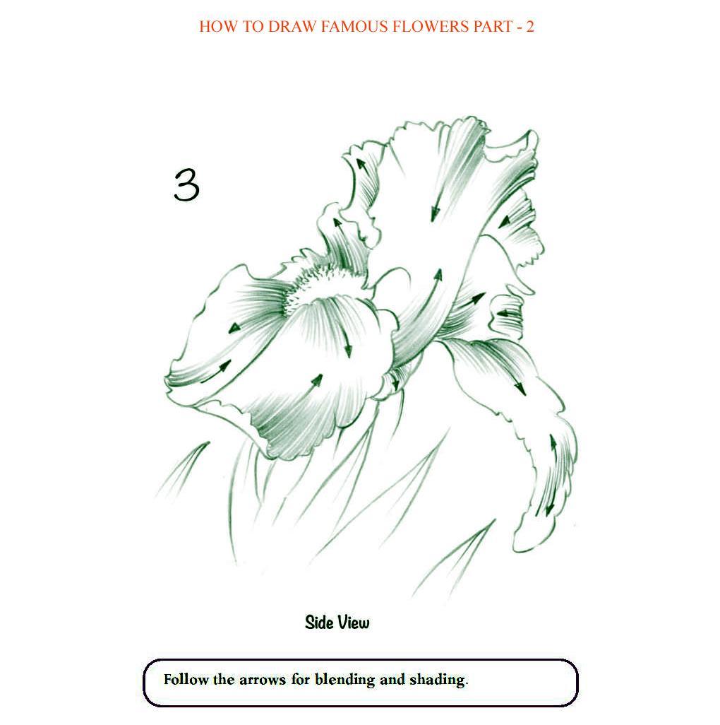 How to Draw Famous Flowers Part 2 Step by Step - photo 55