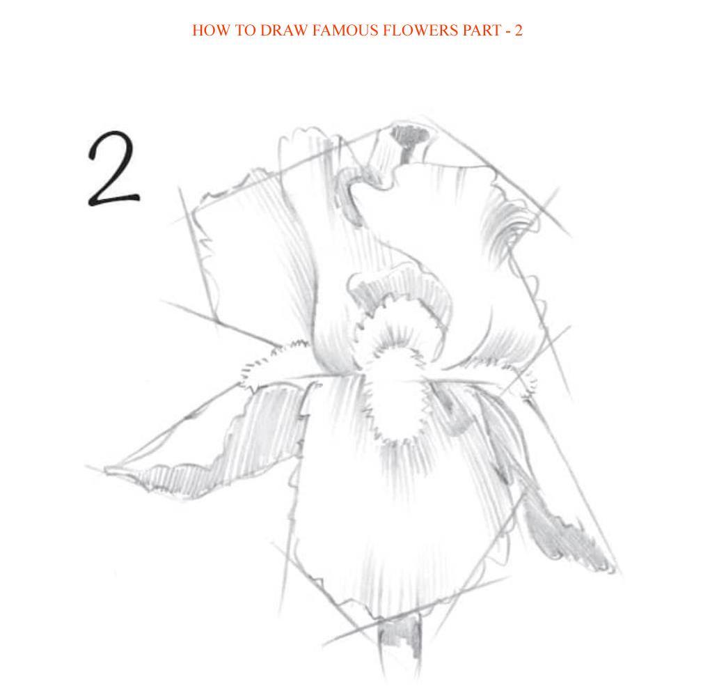 How to Draw Famous Flowers Part 2 Step by Step - photo 57