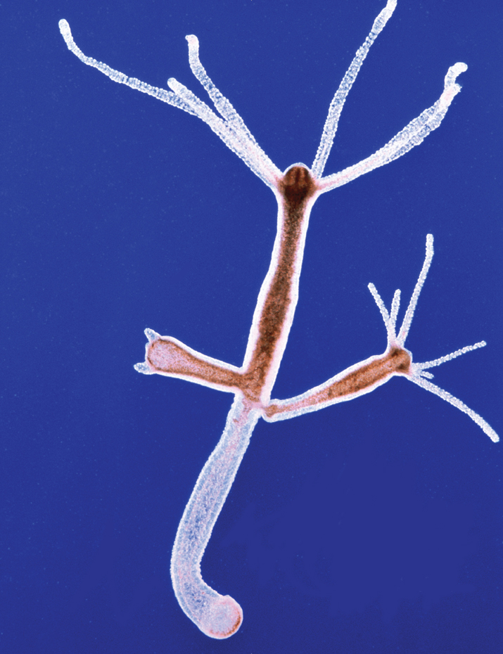 Tiny aquatic animals called hydra reproduce asexually by a process called - photo 3