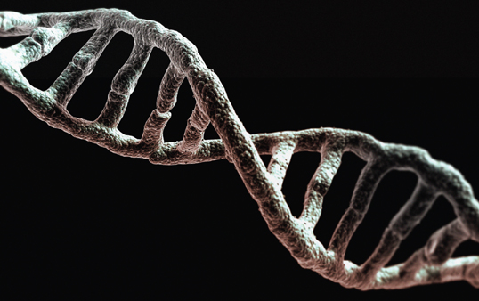 DNA holds the genetic instructions needed for an organism to function - photo 5