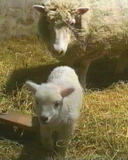 Dolly the first cloned mammal was able to mate naturally giving birth to a - photo 8