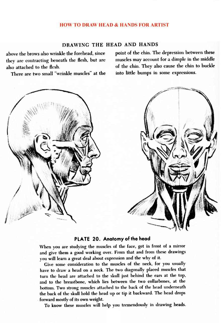 How to Draw Head Hands for Artist - photo 39