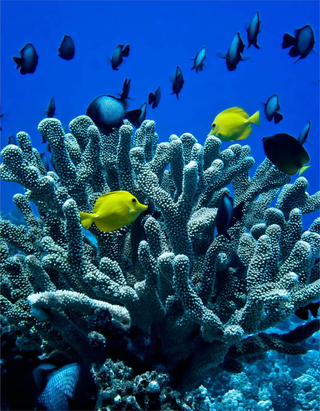 CORAL REEFS A NATURAL HISTORY Charles Sheppard Consultant Editor Russell - photo 2