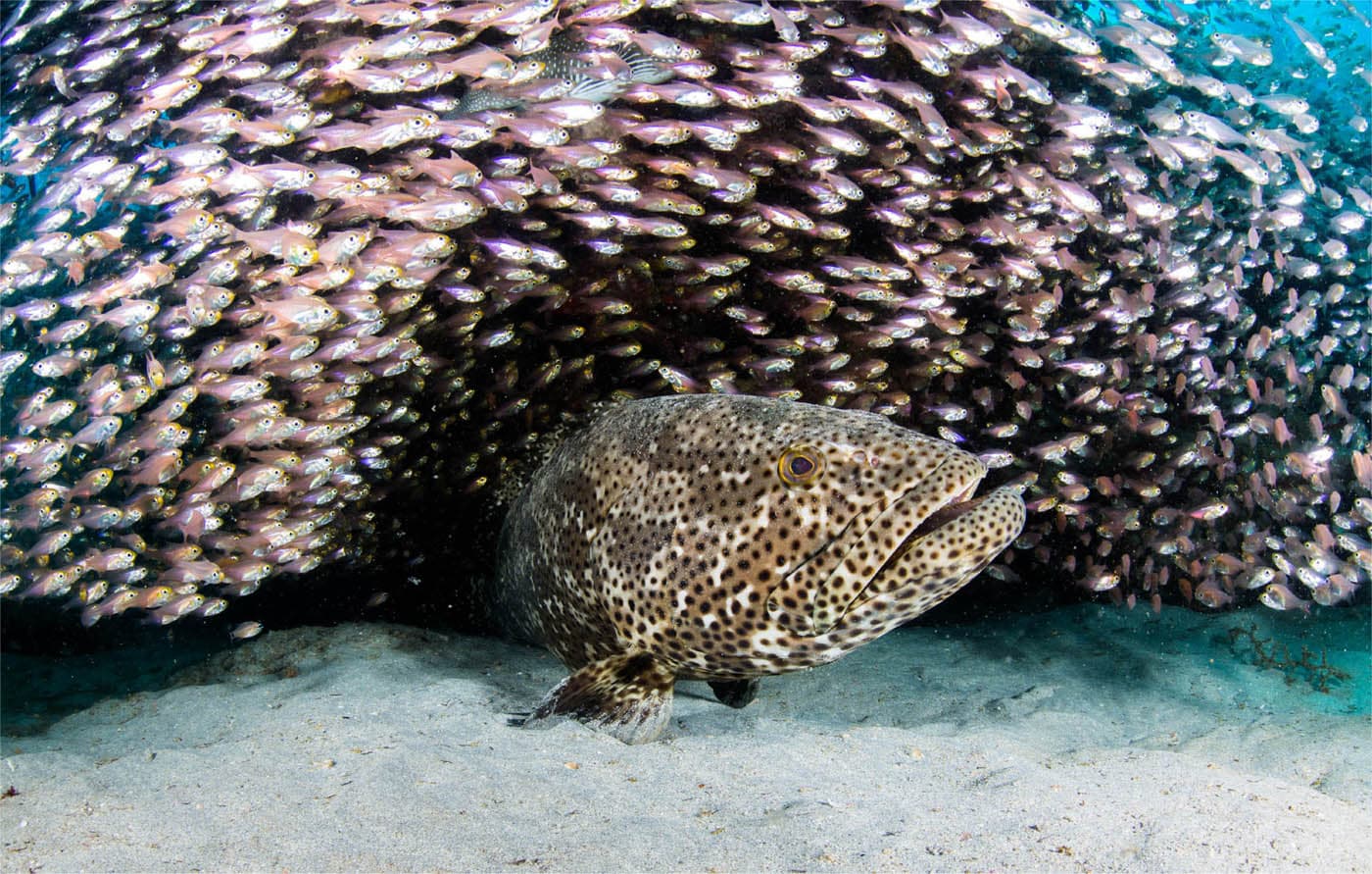 A grouper on a Western Australian reef Grouper are ambush predators and - photo 6